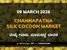 Channapatna Government Silk Cocoon Market Daily Rate Report ಚನ್ನಪಟ್ಟಣ ರೇಷ್ಮೆ ಗೂಡು ಮಾರುಕಟ್ಟೆ ಧಾರಣೆ