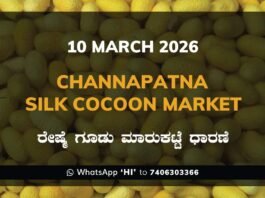 Channapatna Government Silk Cocoon Market Daily Rate Report ಚನ್ನಪಟ್ಟಣ ರೇಷ್ಮೆ ಗೂಡು ಮಾರುಕಟ್ಟೆ ಧಾರಣೆ