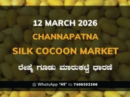 Channapatna Government Silk Cocoon Market Daily Rate Report ಚನ್ನಪಟ್ಟಣ ರೇಷ್ಮೆ ಗೂಡು ಮಾರುಕಟ್ಟೆ ಧಾರಣೆ