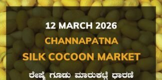 Channapatna Silk Cocoon Market: 12 March 2026 Channapatna Government Silk Cocoon Market Daily Rate Report ಚನ್ನಪಟ್ಟಣ ರೇಷ್ಮೆ ಗೂಡು ಮಾರುಕಟ್ಟೆ ಧಾರಣೆ