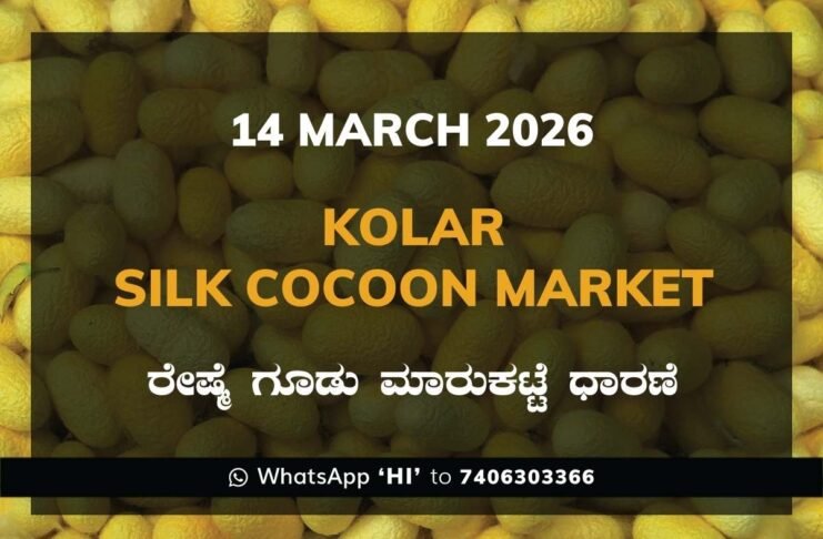 Kolar Silk Cocoon Market Price Rate ಕೋಲಾರ ರೇಷ್ಮೆ ಗೂಡು ಮಾರುಕಟ್ಟೆ ಧಾರಣೆ