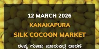 Kanakapura Silk Cocoon Market: 12 March 2026 Kanakapura Silk Cocoon Market ಕನಕಪುರ ರೇಷ್ಮೆ ಗೂಡು ಮಾರುಕಟ್ಟೆ ಧಾರಣೆ