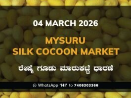 Mysuru Silk Cocoon Market: 04 March 2026 Mysuru Government Silk Cocoon Market Daily Rate Report ಮೈಸೂರು ರೇಷ್ಮೆ ಗೂಡು ಮಾರುಕಟ್ಟೆ ಧಾರಣೆ