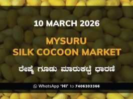 Mysuru Government Silk Cocoon Market Daily Rate Report ಮೈಸೂರು ರೇಷ್ಮೆ ಗೂಡು ಮಾರುಕಟ್ಟೆ ಧಾರಣೆ