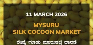 Mysuru Silk Cocoon Market: 11 March 2026 Mysuru Government Silk Cocoon Market Daily Rate Report ಮೈಸೂರು ರೇಷ್ಮೆ ಗೂಡು ಮಾರುಕಟ್ಟೆ ಧಾರಣೆ