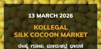 Kollegal Silk Cocoon Market: 13 March 2026 Kollegal Silk Cocoon Market Price Rate ಕೊಳ್ಳೇಗಾಲ ರೇಷ್ಮೆ ಗೂಡು ಮಾರುಕಟ್ಟೆ ಧಾರಣೆ