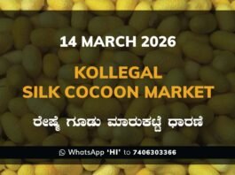 Kollegal Silk Cocoon Market Price Rate ಕೊಳ್ಳೇಗಾಲ ರೇಷ್ಮೆ ಗೂಡು ಮಾರುಕಟ್ಟೆ ಧಾರಣೆ