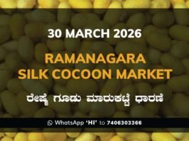 Ramanagara Silk Cocoon Market Rates – 30 March 2026