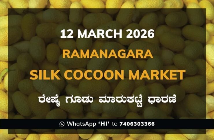 Ramanagara Silk Cocoon Market ರಾಮನಗರ ರೇಷ್ಮೆ ಗೂಡು ಮಾರುಕಟ್ಟೆ ಧಾರಣೆ