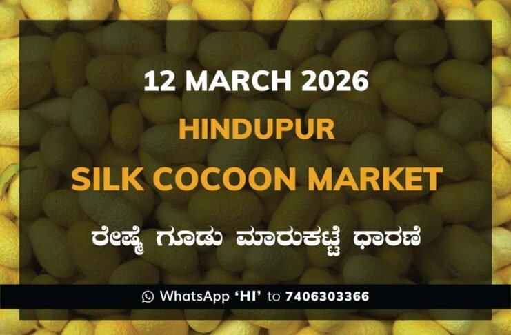 Hindupur Government Silk Cocoon Market Daily Rate Report ಹಿಂದೂಪುರ ರೇಷ್ಮೆ ಗೂಡು ಮಾರುಕಟ್ಟೆ ಧಾರಣೆ