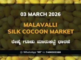 Malavalli Silk Cocoon Market: 03 March 2025 Malavalli Silk Cocoon Market Price Rate ಮಳವಳ್ಳಿ ರೇಷ್ಮೆ ಗೂಡು ಮಾರುಕಟ್ಟೆ ಧಾರಣೆ