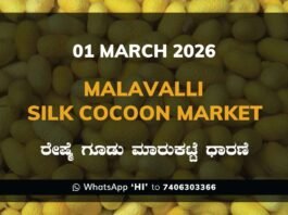 Malavalli Silk Cocoon Market Price Rate ಮಳವಳ್ಳಿ ರೇಷ್ಮೆ ಗೂಡು ಮಾರುಕಟ್ಟೆ ಧಾರಣೆ