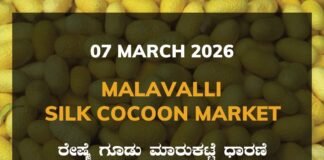 Malavalli Silk Cocoon Market: 07 March 2025 Malavalli Silk Cocoon Market Price Rate ಮಳವಳ್ಳಿ ರೇಷ್ಮೆ ಗೂಡು ಮಾರುಕಟ್ಟೆ ಧಾರಣೆ