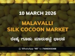 Malavalli Silk Cocoon Market Price Rate ಮಳವಳ್ಳಿ ರೇಷ್ಮೆ ಗೂಡು ಮಾರುಕಟ್ಟೆ ಧಾರಣೆ