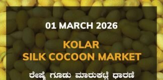 Kolar Silk Cocoon Market: 01 March 2026 Kolar Silk Cocoon Market Price Rate ಕೋಲಾರ ರೇಷ್ಮೆ ಗೂಡು ಮಾರುಕಟ್ಟೆ ಧಾರಣೆ