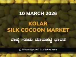 Kolar Silk Cocoon Market Price Rate ಕೋಲಾರ ರೇಷ್ಮೆ ಗೂಡು ಮಾರುಕಟ್ಟೆ ಧಾರಣೆ