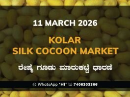 Kolar Silk Cocoon Market Price Rate ಕೋಲಾರ ರೇಷ್ಮೆ ಗೂಡು ಮಾರುಕಟ್ಟೆ ಧಾರಣೆ