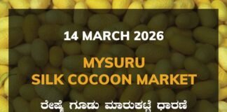 Mysuru Silk Cocoon Market: 14 March 2026 Mysuru Government Silk Cocoon Market Daily Rate Report ಮೈಸೂರು ರೇಷ್ಮೆ ಗೂಡು ಮಾರುಕಟ್ಟೆ ಧಾರಣೆ