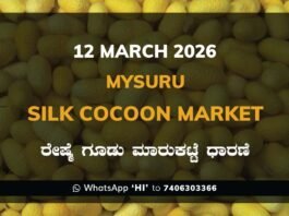 Mysuru Government Silk Cocoon Market Daily Rate Report ಮೈಸೂರು ರೇಷ್ಮೆ ಗೂಡು ಮಾರುಕಟ್ಟೆ ಧಾರಣೆ