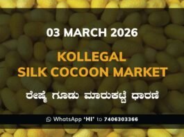 Kollegal Silk Cocoon Market: 03 March 2026 Kollegal Silk Cocoon Market Price Rate ಕೊಳ್ಳೇಗಾಲ ರೇಷ್ಮೆ ಗೂಡು ಮಾರುಕಟ್ಟೆ ಧಾರಣೆ