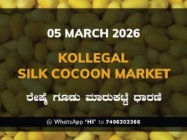 Kollegal Silk Cocoon Market Price Rate ಕೊಳ್ಳೇಗಾಲ ರೇಷ್ಮೆ ಗೂಡು ಮಾರುಕಟ್ಟೆ ಧಾರಣೆ