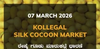 Kollegal Silk Cocoon Market: 07 March 2026 Kollegal Silk Cocoon Market Price Rate ಕೊಳ್ಳೇಗಾಲ ರೇಷ್ಮೆ ಗೂಡು ಮಾರುಕಟ್ಟೆ ಧಾರಣೆ