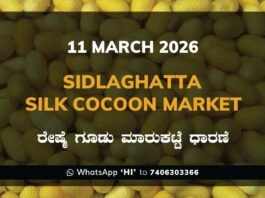 Sidlaghatta Government Silk Cocoon Market Daily Rate Report ಶಿಡ್ಲಘಟ್ಟ ರೇಷ್ಮೆ ಗೂಡು ಮಾರುಕಟ್ಟೆ ಧಾರಣೆ