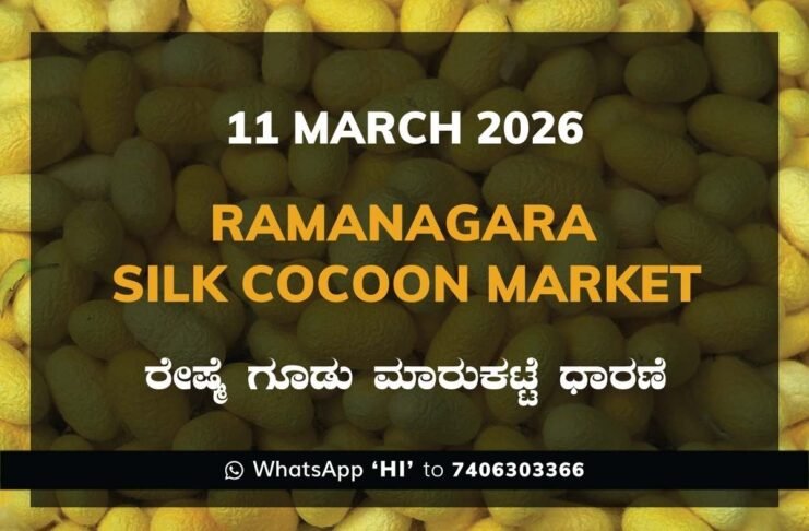 Ramanagara Silk Cocoon Market ರಾಮನಗರ ರೇಷ್ಮೆ ಗೂಡು ಮಾರುಕಟ್ಟೆ ಧಾರಣೆ