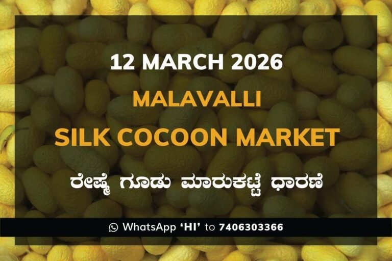 Malavalli Silk Cocoon Market Price Rate ಮಳವಳ್ಳಿ ರೇಷ್ಮೆ ಗೂಡು ಮಾರುಕಟ್ಟೆ ಧಾರಣೆ