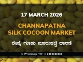 Channapatna Silk Cocoon Market Rates – 17 March 2026