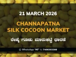 Channapatna Silk Cocoon Market Rates – 21 March 2026