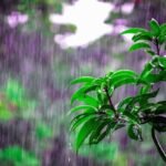 Chikkaballapur Heavy Rain Crop Damage Grapes Vegetables March 2026