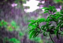 ಬಿಸಿಲನಾಡು ಕಲಬುರಗಿ ಕಾಶ್ಮೀರದಂತಾಯ್ತು: ಆಲಿಕಲ್ಲು ಮಳೆಗೆ ಧಾರವಾಡ-ವಿಜಯಪುರದಲ್ಲಿ ಭಾರಿ ಬೆಳೆ ನಾಶ Chikkaballapur Heavy Rain Crop Damage Grapes Vegetables March 2026