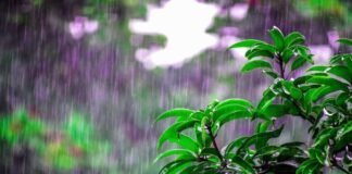 ಕಟಾವಿಗೆ ಒಂದೇ ತಿಂಗಳ ಬಾಕಿ — ರಾತ್ರಿ ಮಳೆಗೆ ಚಿಕ್ಕಬಳ್ಳಾಪುರ ರೈತರ 150 ಹೆಕ್ಟೇರ್ ಬೆಳೆ ನಾಶ Chikkaballapur Heavy Rain Crop Damage Grapes Vegetables March 2026