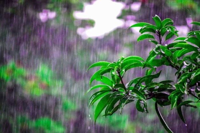 chikkaballapur-rain-crop-damage-19-march-2026 Chikkaballapur Heavy Rain Crop Damage Grapes Vegetables March 2026