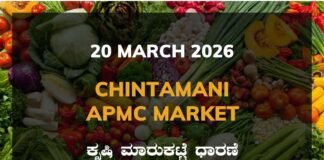 Chintamani APMC Agriculture Market: 20 March 2026 Chintamani APMC Market Rates – 20 March 2026