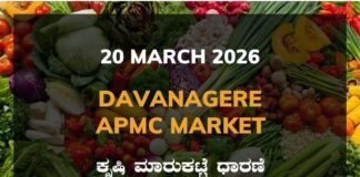Davanagere APMC Agriculture Market: 20 March 2026 Davanagere APMC Market Rates – 20 March 2026