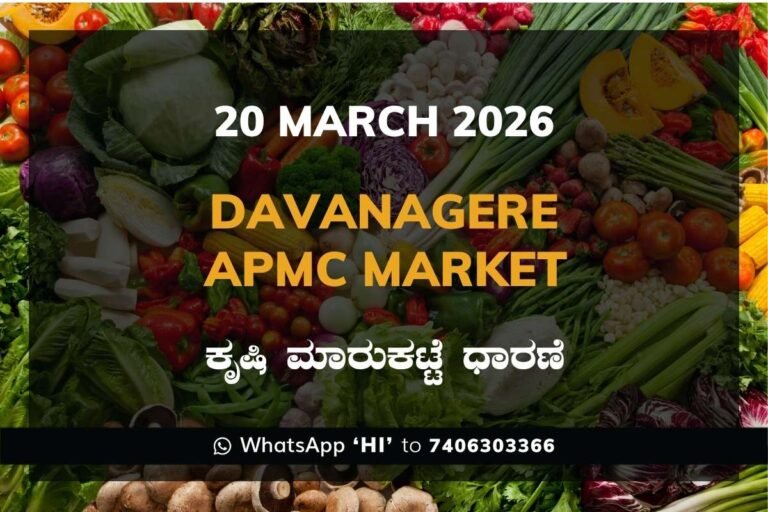 Davanagere APMC Market Rates – 20 March 2026