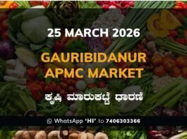 Gauribidanur APMC Market Rates – 25 March 2026