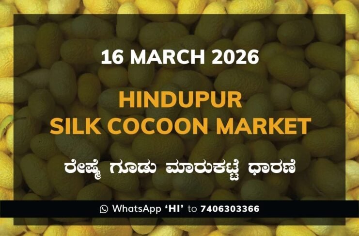 Hindupur Silk Cocoon Market Rates – 16 March 2026