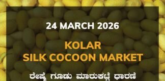 Kolar Silk Cocoon Market – 24 March 2026 Kolar Silk Cocoon Market Rates – 24 March 2026