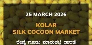 Kolar Silk Cocoon Market – 25 March 2026 Kolar Silk Cocoon Market Rates 25 March 2026