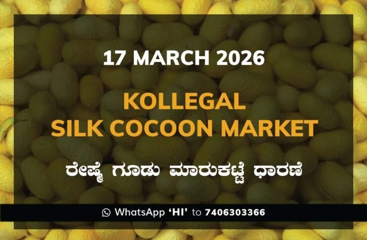 Kollegal Silk Cocoon Market Rates – 17 March 2026