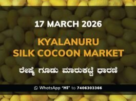Kyalanuru Silk Cocoon Market Rates – 17 March 2026