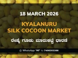 Kyalanuru Silk Cocoon Market Rates – 18 March 2026