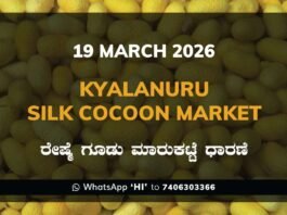 Kyalanuru Silk Cocoon Market Rates – 19 March 2026