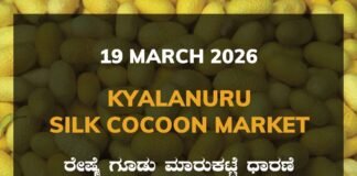 Kyalanuru Silk Cocoon Market – 19 March 2026 Kyalanuru Silk Cocoon Market Rates – 19 March 2026