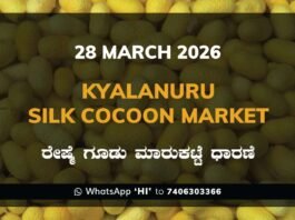 Kyalanuru Silk Cocoon Market Rates – 28 March 2026