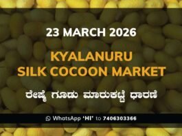 Kyalanuru Silk Cocoon Market Rates – 23 March 2026
