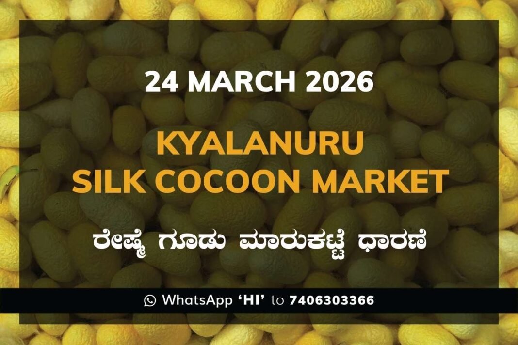 Kyalanuru Silk Cocoon Market Rates – 24 March 2026